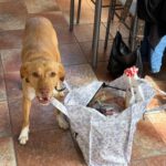 Podenco-Mischling Apolo, 05/2022, ca. 48 cm, 45889 Gelsenkirchen