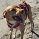 Podenco-Mischling Apolo, 05/2022, ca. 48 cm, 45889 Gelsenkirchen