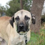 Mischling Atlas, 03/2025, ca. 60 cm