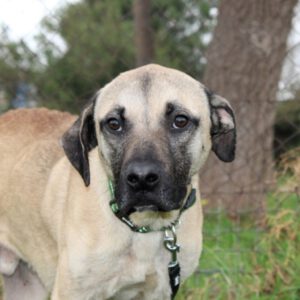 Mischling Atlas, 03/2025, ca. 60 cm