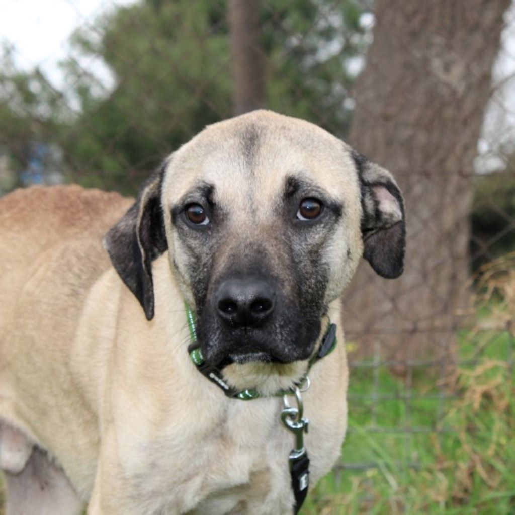 Mischling Atlas, 03/2025, ca. 60 cm