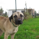 Mischling Atlas, 03/2025, ca. 60 cm