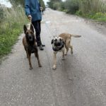 Mischling Atlas, 03/2025, ca. 60 cm