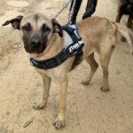 Mischling Atlas, 03/2025, ca. 60 cm