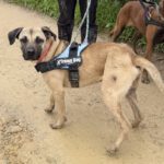 Mischling Atlas, 03/2025, ca. 60 cm