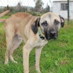 Mischling Atlas, 03/2025, ca. 60 cm