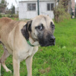 Mischling Atlas, 03/2025, ca. 60 cm