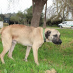 Mischling Atlas, 03/2025, ca. 60 cm