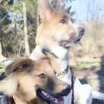 Mastin Mischling Atún, 04/2023, ca. 65 cm, 53894 Mechernich-Kommern