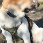 Mastin Mischling Atún, 04/2023, ca. 65 cm, 53894 Mechernich-Kommern