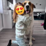 Mastin Mischling Atún, 04/2023, ca. 65 cm, 53894 Mechernich-Kommern