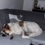 Mastin Mischling Atún, 04/2023, ca. 65 cm, 53894 Mechernich-Kommern