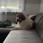 Mastin Mischling Atún, 04/2023, ca. 65 cm, 53894 Mechernich-Kommern