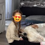 Mastin Mischling Atún, 04/2023, ca. 65 cm, 53894 Mechernich-Kommern