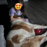 Mastin Mischling Atún, 04/2023, ca. 65 cm, 53894 Mechernich-Kommern