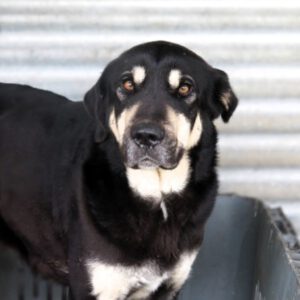 Mischling Avellana, 02/2024, ca. 70 cm