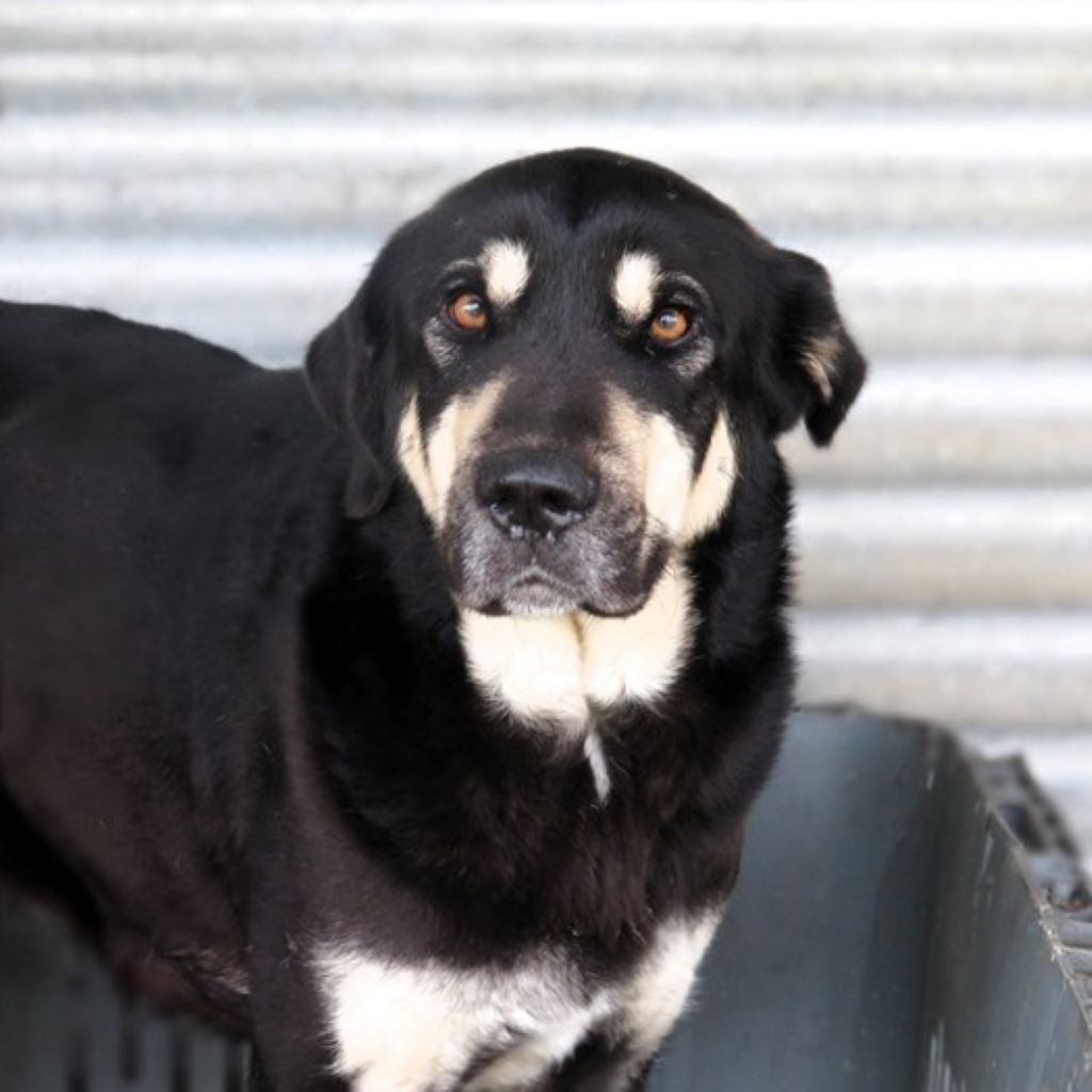 Mischling Avellana, 02/2024, ca. 70 cm