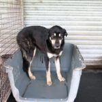 Mischling Avellana, 02/2024, ca. 70 cm