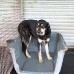 Mischling Avellana, 02/2024, ca. 70 cm