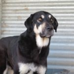 Mischling Avellana, 02/2024, ca. 70 cm