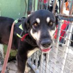 Mischling Avellana, 02/2024, ca. 70 cm