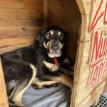 Mischling Avellana, 02/2024, ca. 70 cm