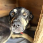 Mischling Avellana, 02/2024, ca. 70 cm