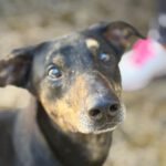 Dobermann Mischling Axel, 10/2024 .ca. 60 cm