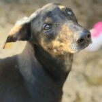 Dobermann Mischling Axel, 10/2024 .ca. 60 cm