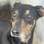 Dobermann Mischling Axel, 10/2024 .ca. 60 cm