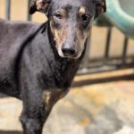 Dobermann Mischling Axel, 10/2024 .ca. 60 cm