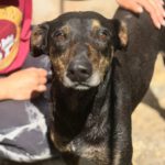 Dobermann Mischling Axel, 10/2024 .ca. 60 cm