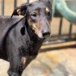 Dobermann Mischling Axel, 10/2024 .ca. 60 cm