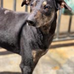 Dobermann Mischling Axel, 10/2024 .ca. 60 cm