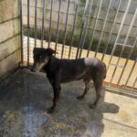 Dobermann Mischling Axel, 10/2024 .ca. 60 cm