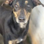 Dobermann Mischling Axel, 10/2024 .ca. 60 cm