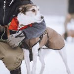 Mischling Bali, 10/2017, ca. 63 cm, 24819 Todenbüttel