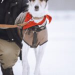 Mischling Bali, 10/2017, ca. 63 cm, 24819 Todenbüttel