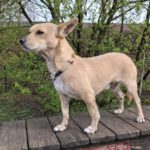 Mischling Banjo, 01/2023, ca. 33 cm, 21039 Hamburg