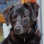 Mischling Barbie, 08/2025, Endgröße ca. 50 cm, 22926 Ahrensburg