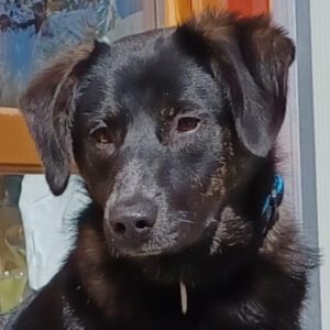 Mischling Barbie, 08/2025, Endgröße ca. 50 cm, 22926 Ahrensburg