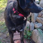 Mischling Barbie, 08/2025, Endgröße ca. 50 cm, 22926 Ahrensburg