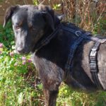 Mischling Barbie, 08/2025, Endgröße ca. 50 cm, 22926 Ahrensburg