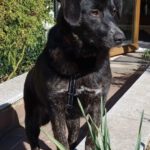 Mischling Barbie, 08/2025, Endgröße ca. 50 cm, 22926 Ahrensburg