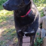 Mischling Barbie, 08/2025, Endgröße ca. 50 cm, 22926 Ahrensburg