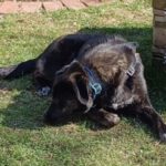 Mischling Barbie, 08/2025, Endgröße ca. 50 cm, 22926 Ahrensburg