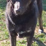 Mischling Barbie, 08/2025, Endgröße ca. 50 cm, 22926 Ahrensburg