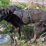 Mischling Barbie, 08/2025, Endgröße ca. 50 cm, 22926 Ahrensburg