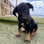 Mastin Mischling Barry, 01/2026, Endgröße ca. 60- 70 cm