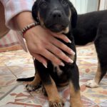 Mastin Mischling Barry, 01/2026, Endgröße ca. 60- 70 cm